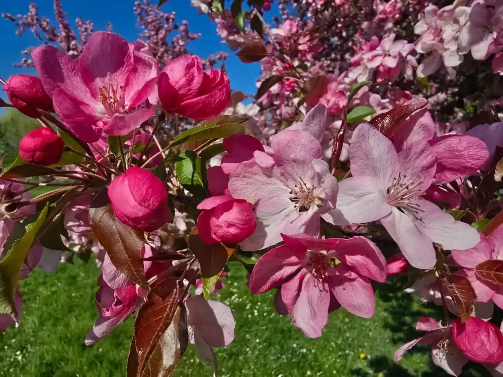 Topprijs - Sierappel als leiboom (Malus ‘Rudolf‘)