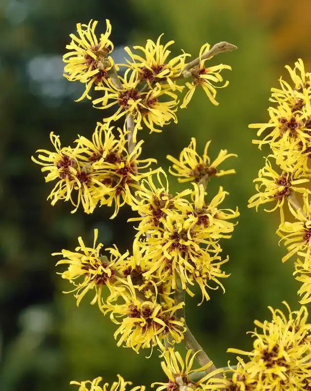 Toverhazelaar (Hamamelis mollis) | Aanrader