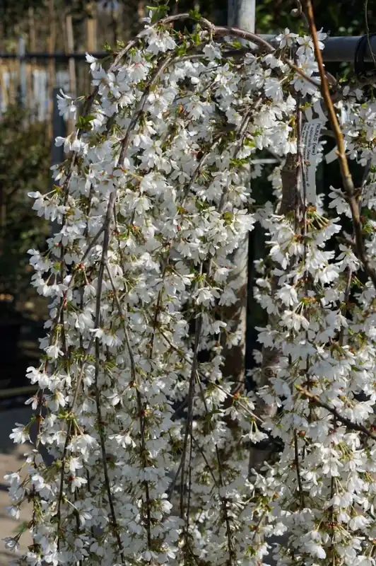 Veel gekozen | Japanse treursierkers (Prunus ‘Snow Fountain‘)