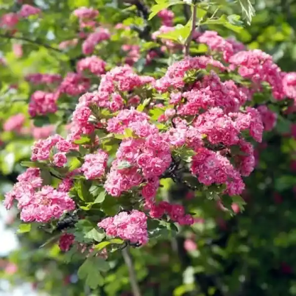 Direct bestellen | Rode Meidoorn als leiboom (Crataegus ‘Paul‘s Scarlet‘)