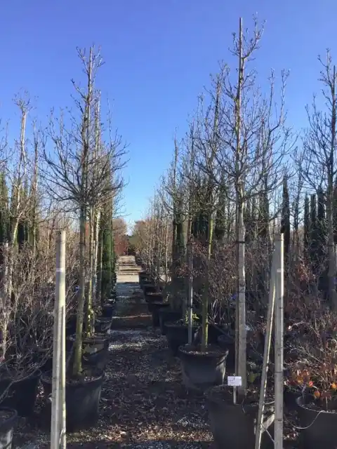 Magnolia als boom (Magnolia stellata) | Scherpe prijs