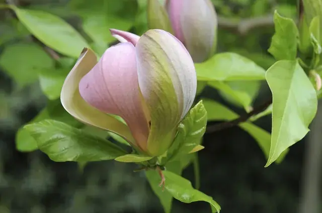 Beverboom (Magnolia brooklynensis ‘Woodsman‘) | Topdeal