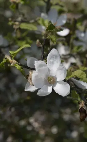 Beverboom (Magnolia kobus ‘Norman Gould‘) | Bijna uitverkocht