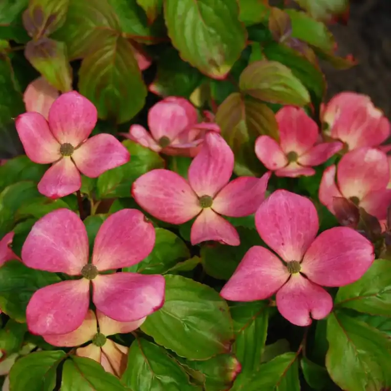 Uitverkoop | Kornoelje (Cornus kousa ‘Satomi Compact‘)