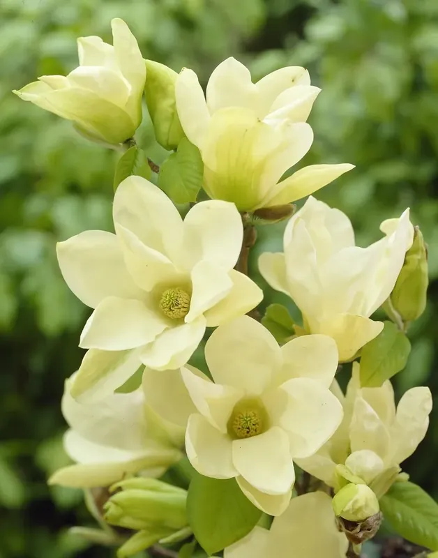 Magnolia (Magnolia ‘Yellow River‘) | Op voorraad