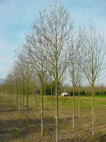 Actieprijs | Beverboom (Magnolia cylindrica)