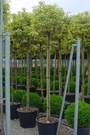 Zojuist toegevoegd | Bontbladige Olijfwilg als boom (Elaeagnus ebbingei ‘Gilt Edge‘)