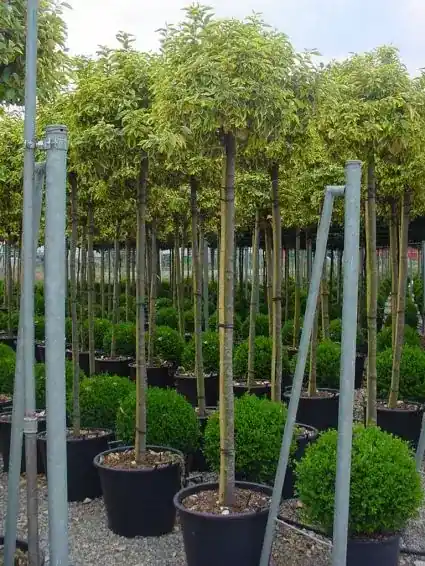 Zojuist toegevoegd | Bontbladige Olijfwilg als boom (Elaeagnus ebbingei ‘Gilt Edge‘)