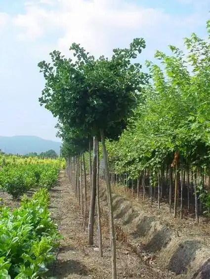 Japanse notenboom (Ginkgo biloba ‘Mariken‘) | Beste prijs