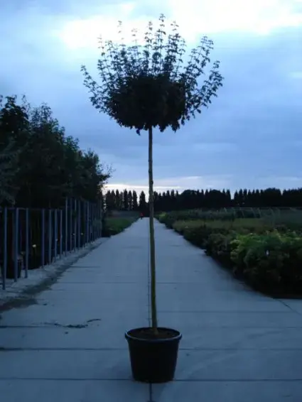 Bonte Bolesdoorn (Acer pseudoplatanus ‘Brilliantissimum‘) | Goed beoordeeld