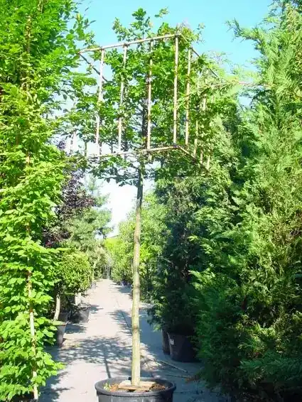 Haagbeuk in kubusvorm (Carpinus betulus) | Scherp geprijsd