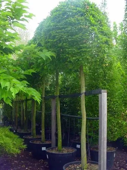 Hoge kwaliteit - Haagbeuk als bolboom (Carpinus betulus)
