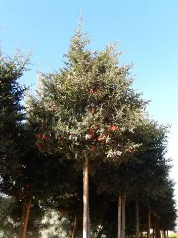 Vuurdoorn op stam (Pyracantha ‘Navaho‘) | Verlaagde prijs