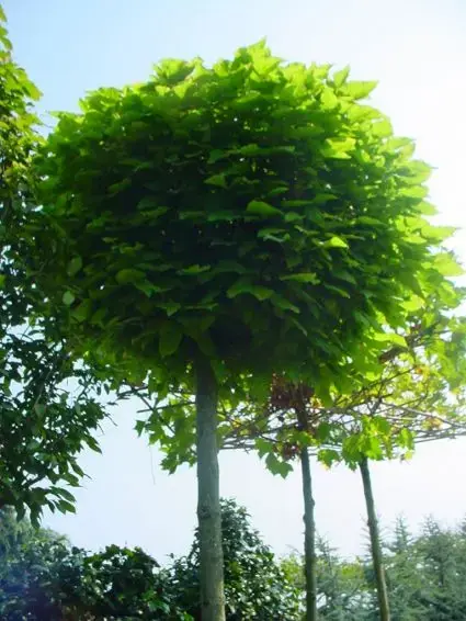 Bolcatalpa kopen? Catalpa Nana met groeigarantie! - Prijs verlaagd