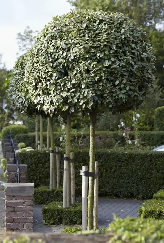 Bestel nu - Olijfwilg als boom (Elaeagnus ebbingei)