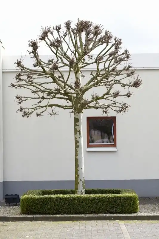 Direct kopen - Bolplataan (Platanus ‘Alphen‘s Globe‘)