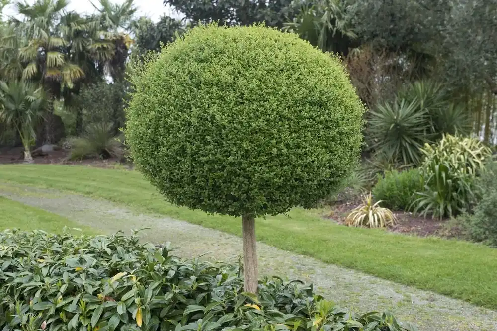 Bolliguster (Ligustrum delavayanum) | Profiteer nu