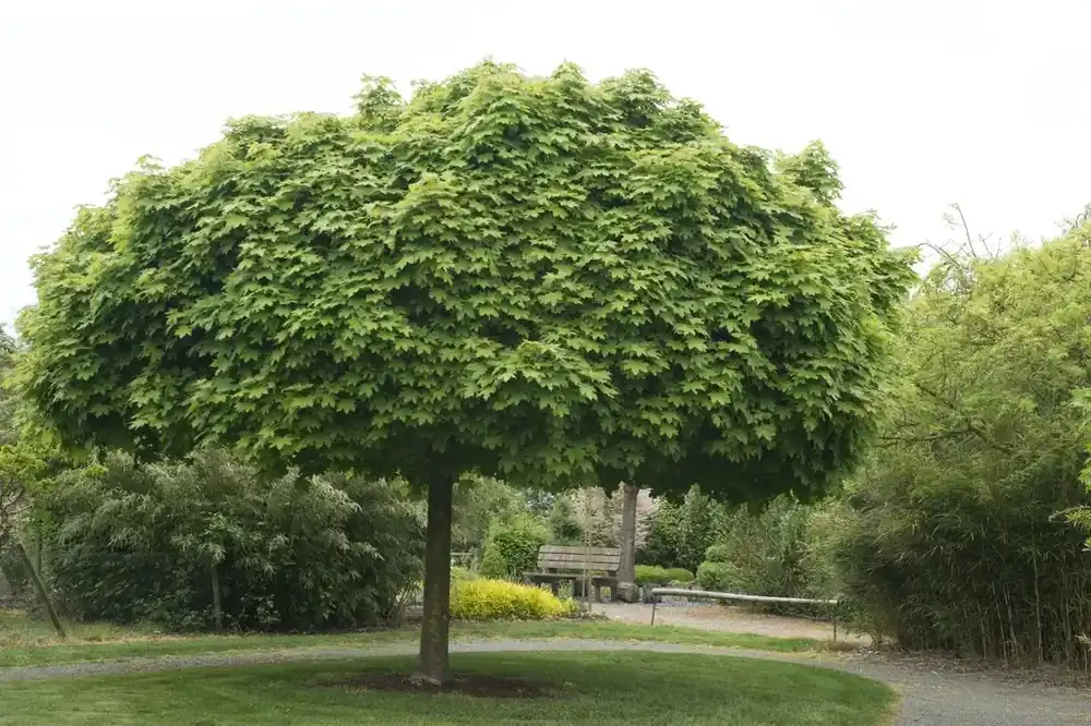 Bolesdoorn (Acer platanoides ‘Globosum‘) - Premium