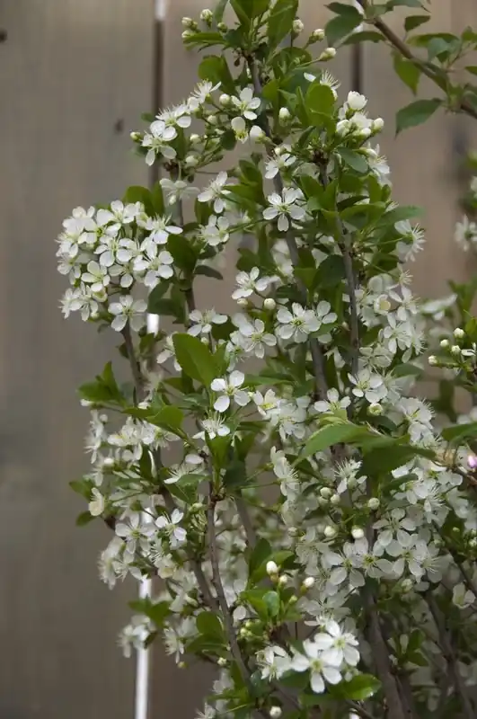 Bolprunus (Prunus eminens ‘Umbraculifera‘) - Verlaagde prijs