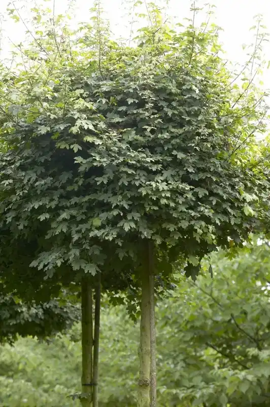Aanbieding - Bolesdoorn (Acer campestre ‘Nanum‘)