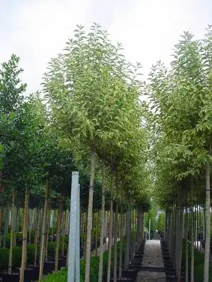 Liguster (Ligustrum ‘Excelsum Superbum‘) - Voordeelprijs