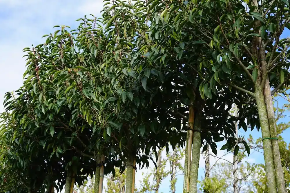 Snelle verzending - Portugese laurier als boom (Prunus lusitanica ‘Angustifolia‘)