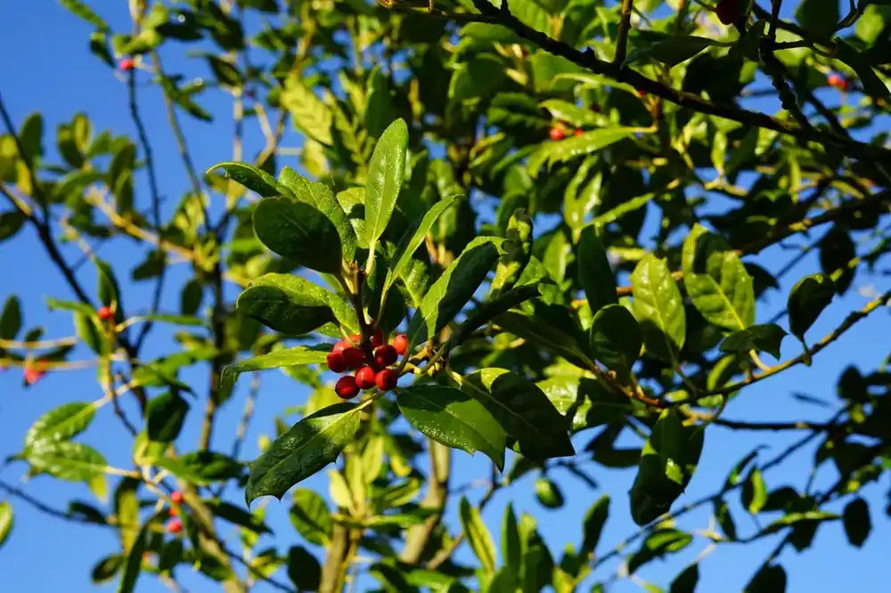 Trending | Hulst als boom (Ilex ‘Nellie R. Stevens‘)
