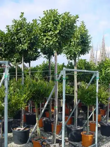 Expreslevering - Laurier als boom (Prunus laurocerasus ‘Etna‘)