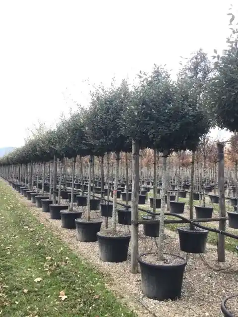 Olijfwilg als boom (Elaeagnus ebbingei ‘Compacta‘) - Outlet