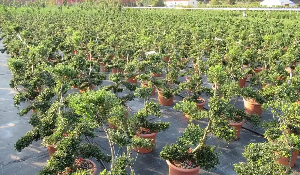 Japanse hulst als bonsai (Ilex crenata ‘Kinme‘) | Uitverkoop