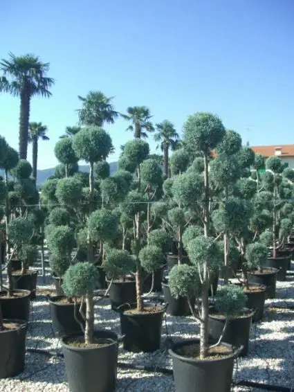 Cipres als pompon (Cupressus arizonica ‘Glauca‘) - Goed beoordeeld