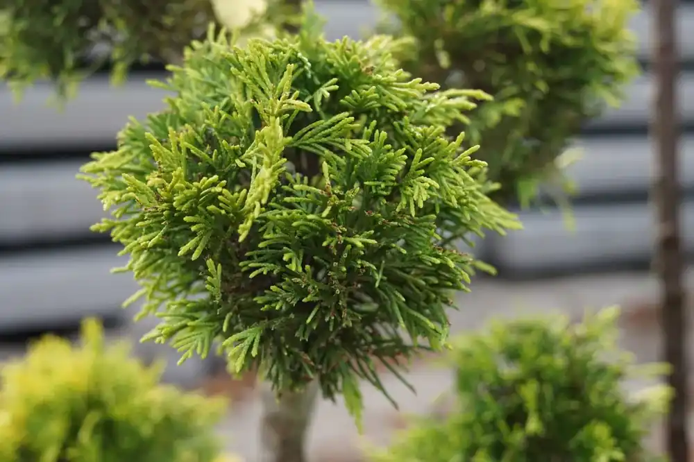 Klantfavoriet - Gele conifeer als pompon (Cupressocyparis leylandii ‘Gold Rider‘)