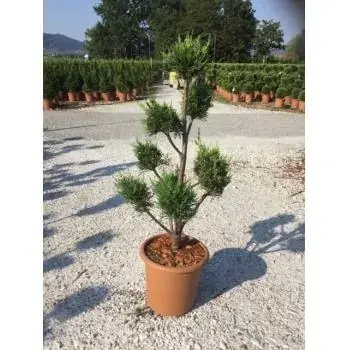 Favoriet van klanten | Groene conifeer als pompon (Cupressocyparis leylandii)
