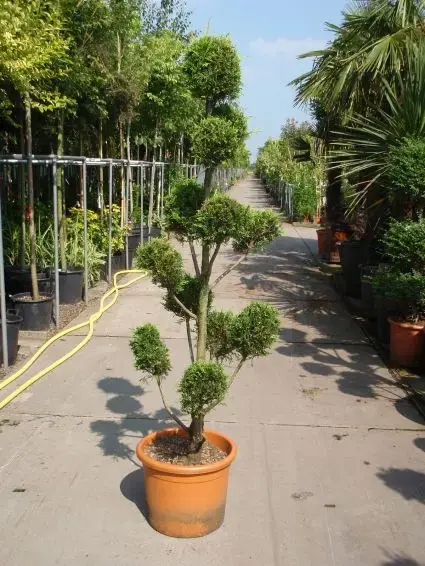 Voordelig | Cupressocyparis als pompon (Cupressocyparis leylandii ‘Castlewellan Gold‘ )