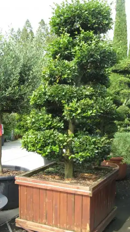 Camelia als bonsai (Camellia sasanqua) - Erg populair