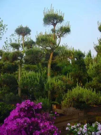 Grove Den als bonsai (Pinus sylvestris) | Aanbieding