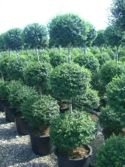 Net binnen - Liguster in Triobol (Ligustrum delavayanum)