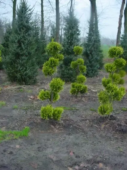 Schijncypres als bonsai (Chamaecyparis lawsoniana ‘Ivonne‘) | Premium