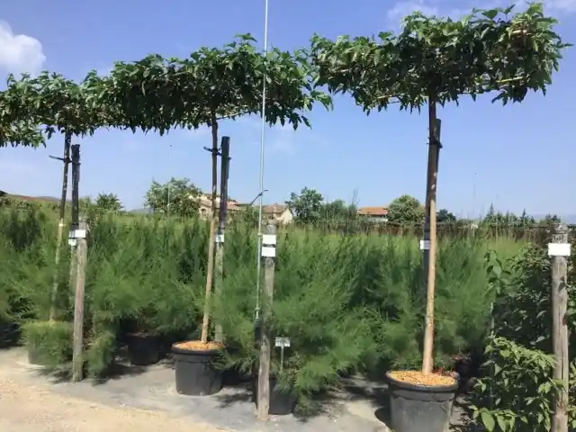 Dakmoerbei (Morus alba ‘Fruitless‘ ) | Hoog gewaardeerd