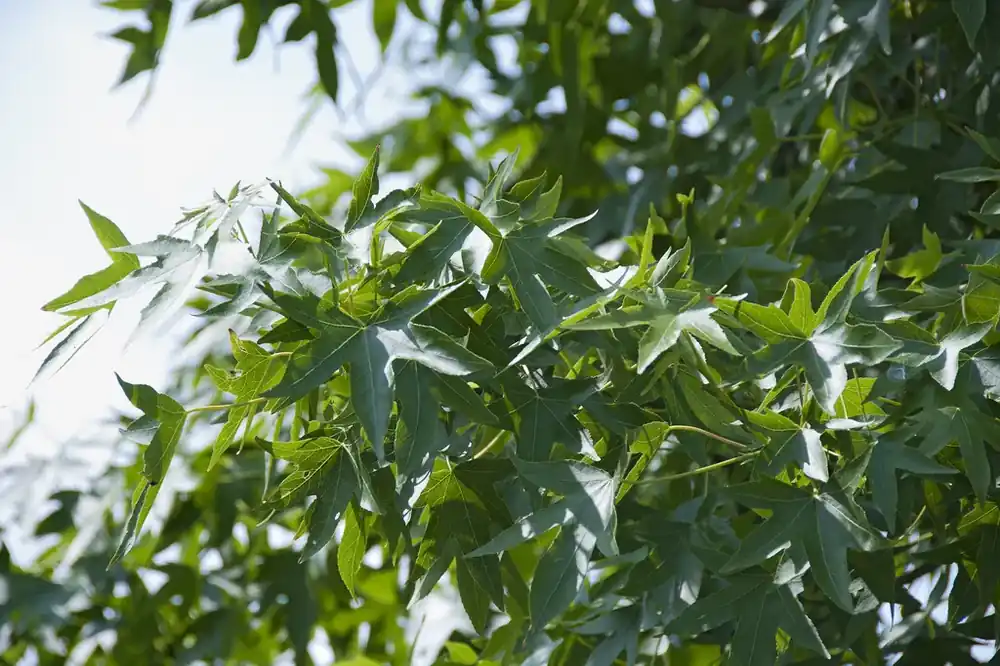 Amberboom als dakboom (Liquidambar styraciflua) - Bespaar nu