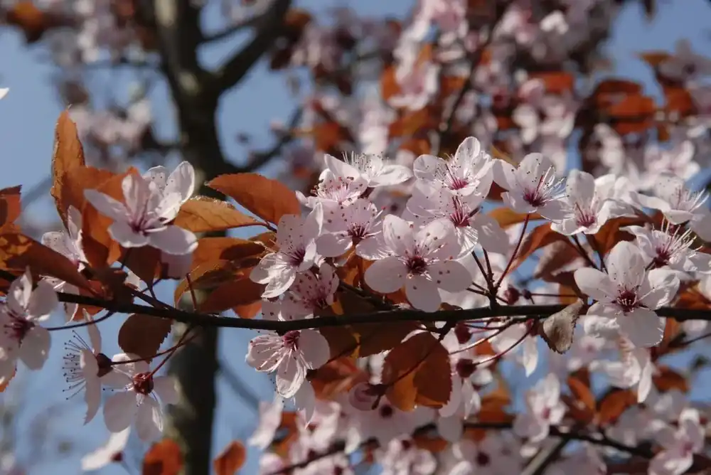 Koop vandaag | Rode kerspruim als dakboom (Prunus cerasifera ‘Nigra‘)