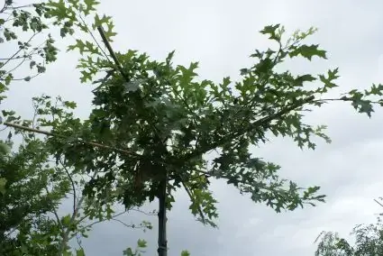 Moeraseik als dakboom (Quercus palustris) | Veel gekozen