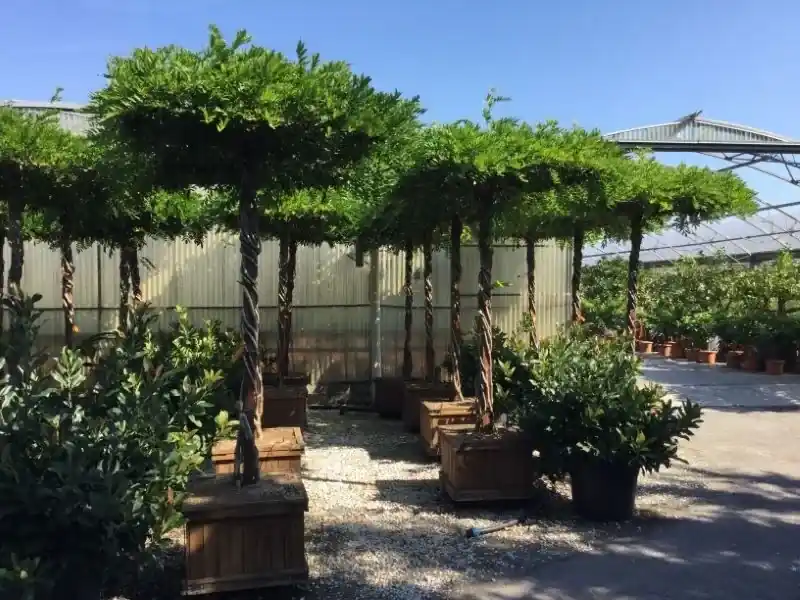 Snelle verzending - Blauwe regen als dakboom (Wisteria chinensis ‘Blue Sapphire‘)