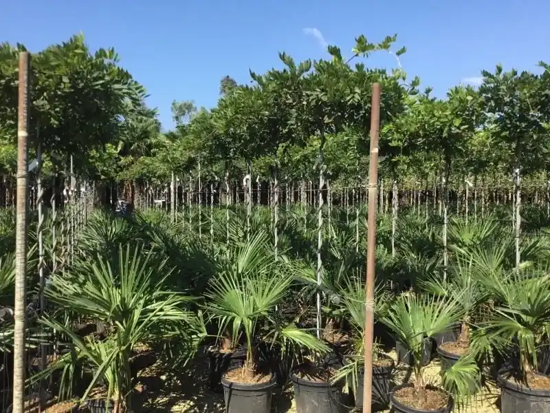 Blauwe regen als dakboom (Wisteria brachybotrys ‘Yokohama Fuji‘) | Hoge kwaliteit