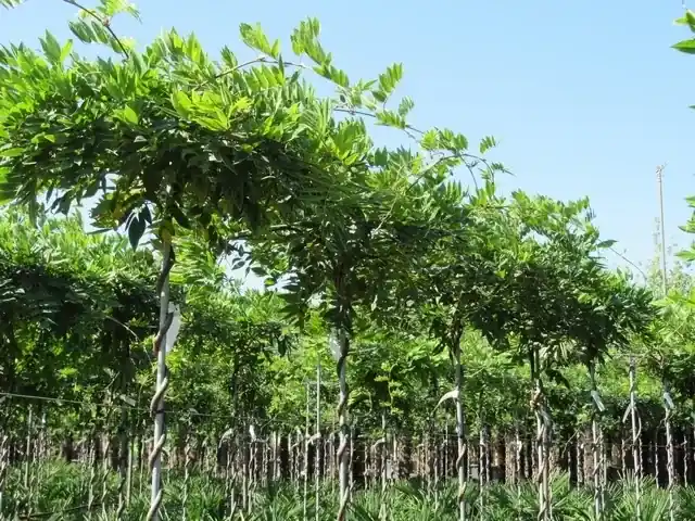 Blauwe regen als dakboom (Wisteria sinensis ‘Prolific‘) - Bespaar nu