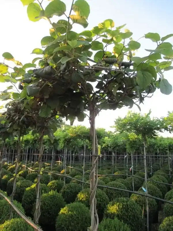 Kiwiplant als dakboom (Actinidia chinensis) | Trending