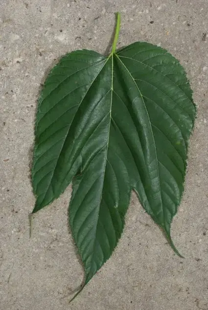 Dakmoerbei (Morus alba ‘Macrophylla‘) - Direct kopen