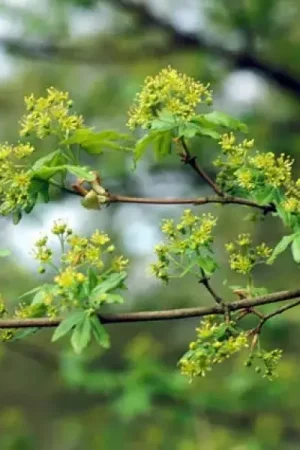 Aanbieding loopt bijna af | Spaanse Aak als dakboom (Acer campestre)
