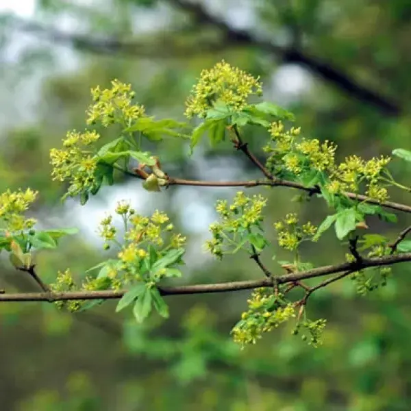 Aanbieding loopt bijna af | Spaanse Aak als dakboom (Acer campestre)