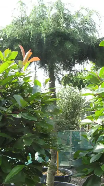 Bestseller | Ceder als dakboom (Cedrus deodara ‘Pendula‘)